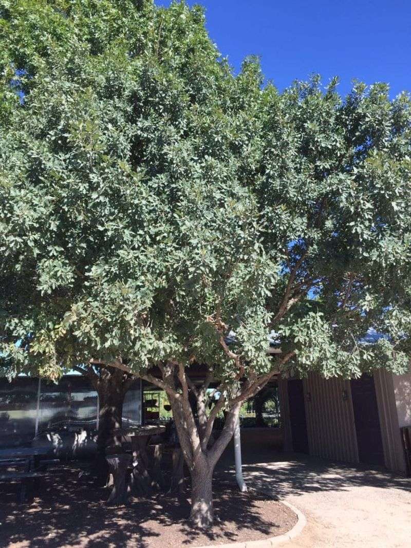 Lacey oak is a relatively compact native oak for Central Texas yards Lacey oak is a relatively compact native oak for Central Texas yards