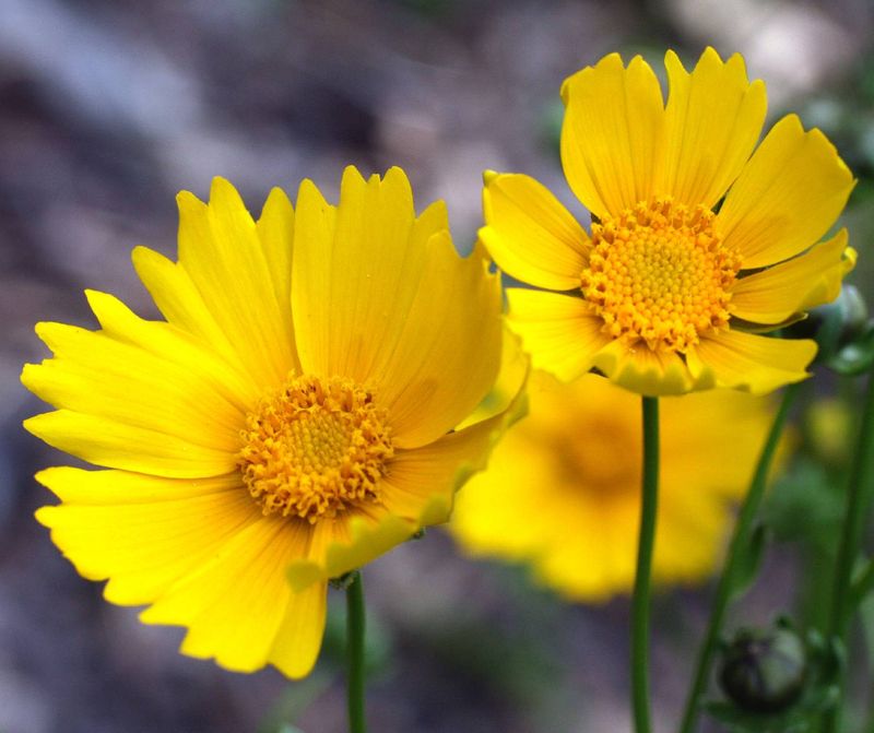 Lanceleaf coreopsis fits the project—but not the original promise