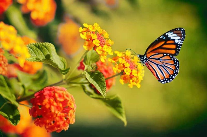Lantana