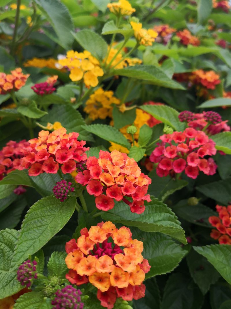 Lantana Deserves Caution, but Not a Snakebite Comparison Lantana Deserves Caution, but Not a Snakebite Comparison
