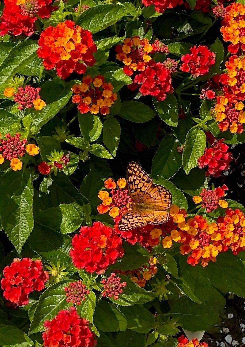 Lantana