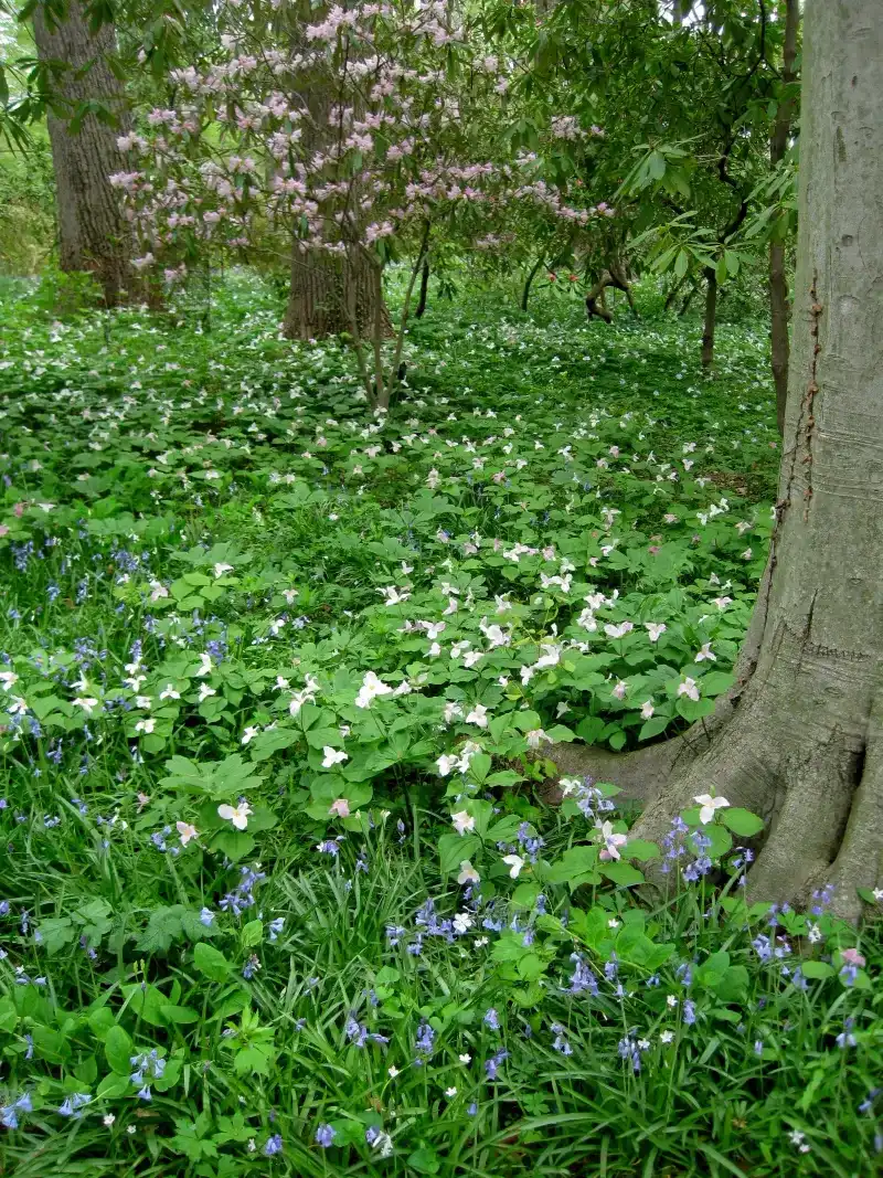 Large Native Trees With Dappled Shade