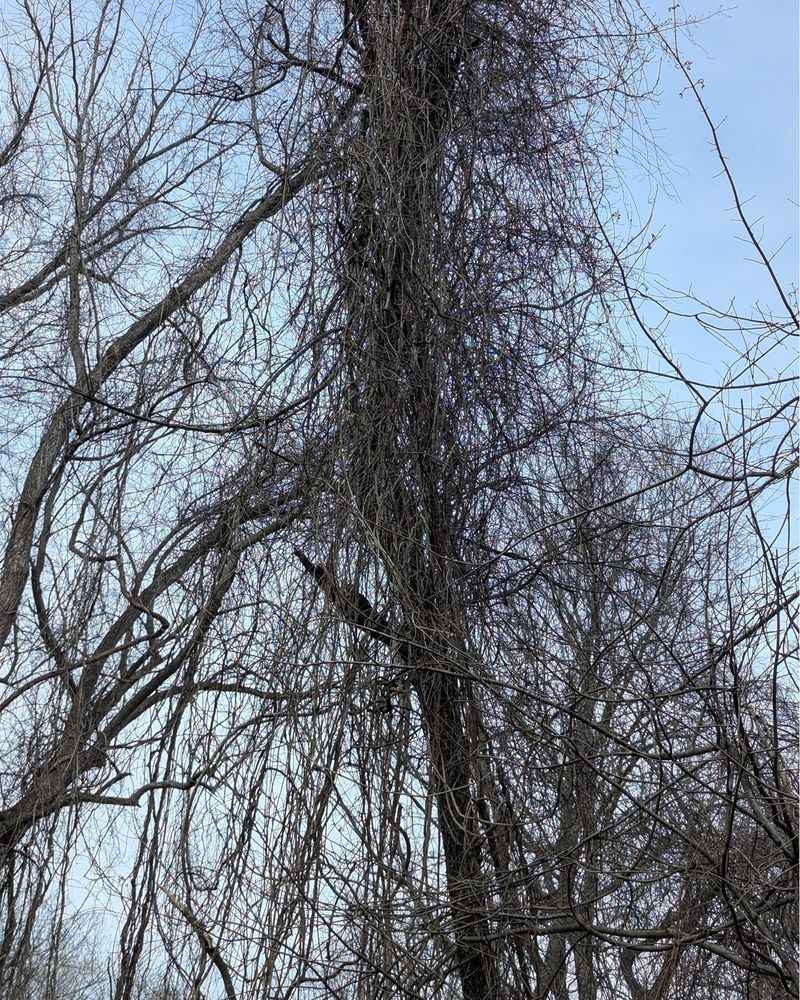 Large growth and vines in trees require a safer strategy Large growth and vines in trees require a safer strategy