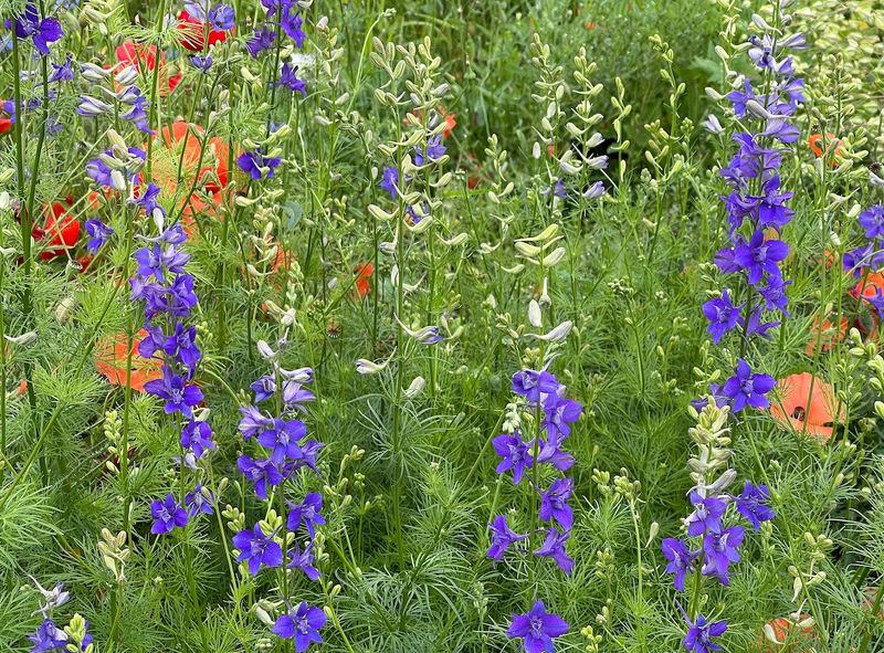 Larkspur