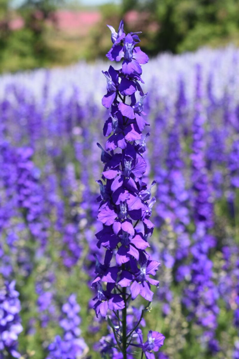 Larkspur