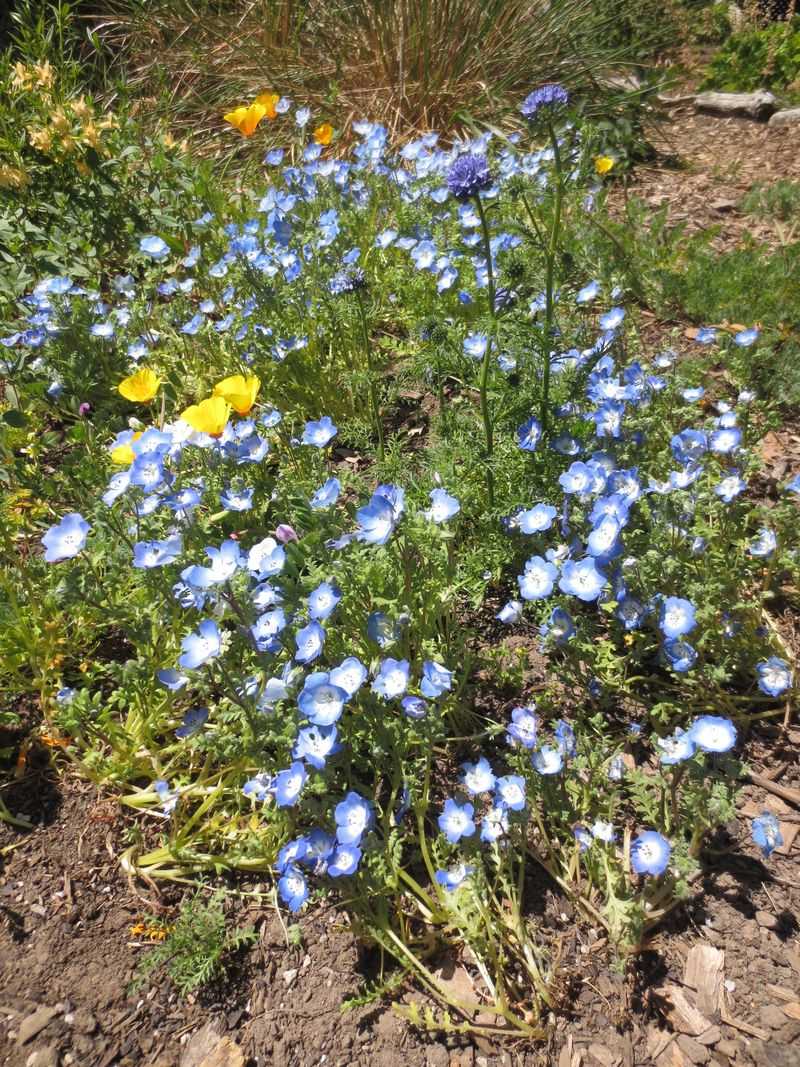 Larner Seeds