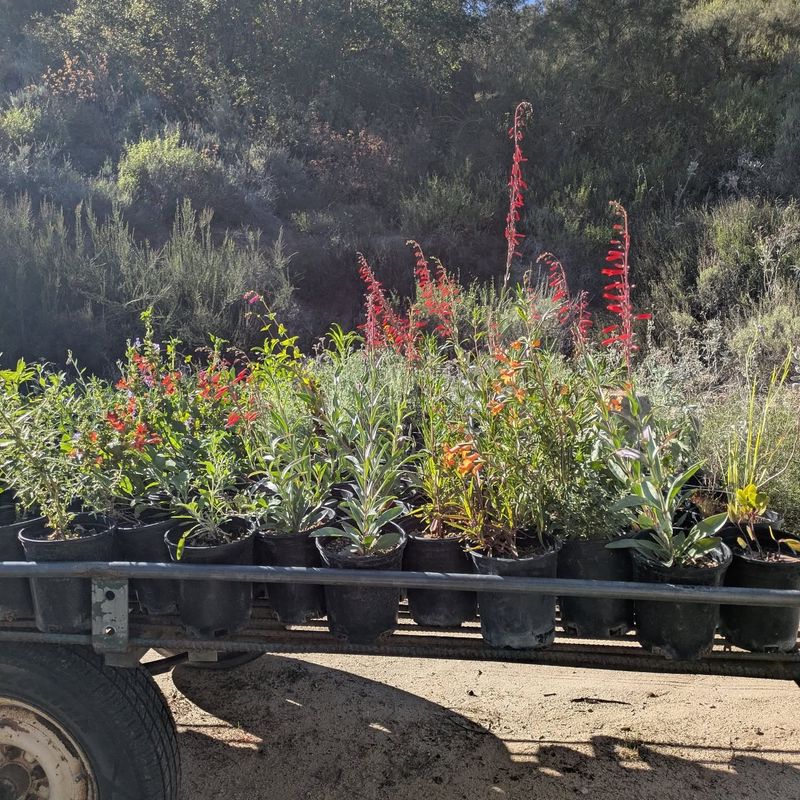 Las Pilitas Nursery
