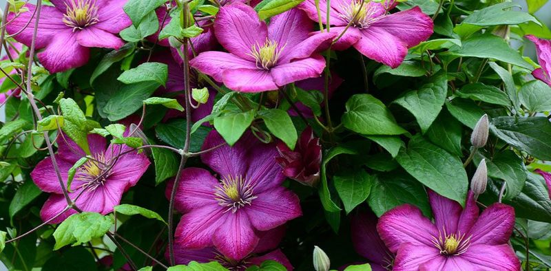 Late-Summer Bloomers Can Take the Cut