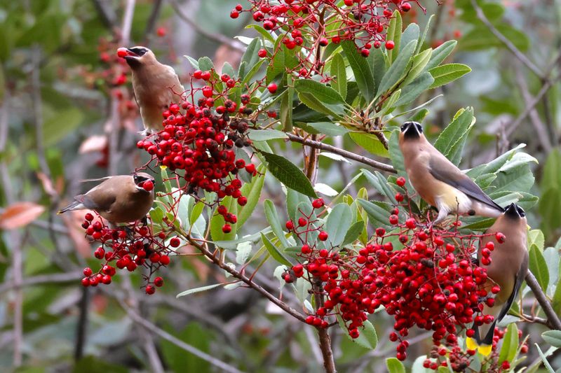 Late-fall and winter fruit can feed visiting birds