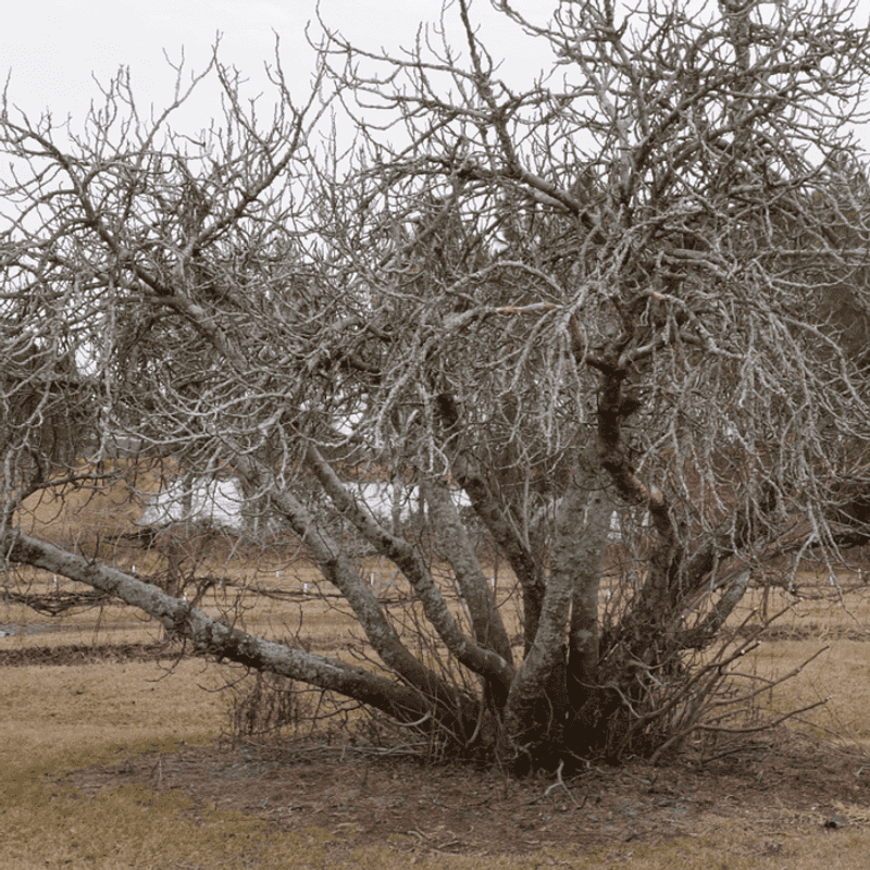 Late-fall leaf drop usually signals normal dormancy