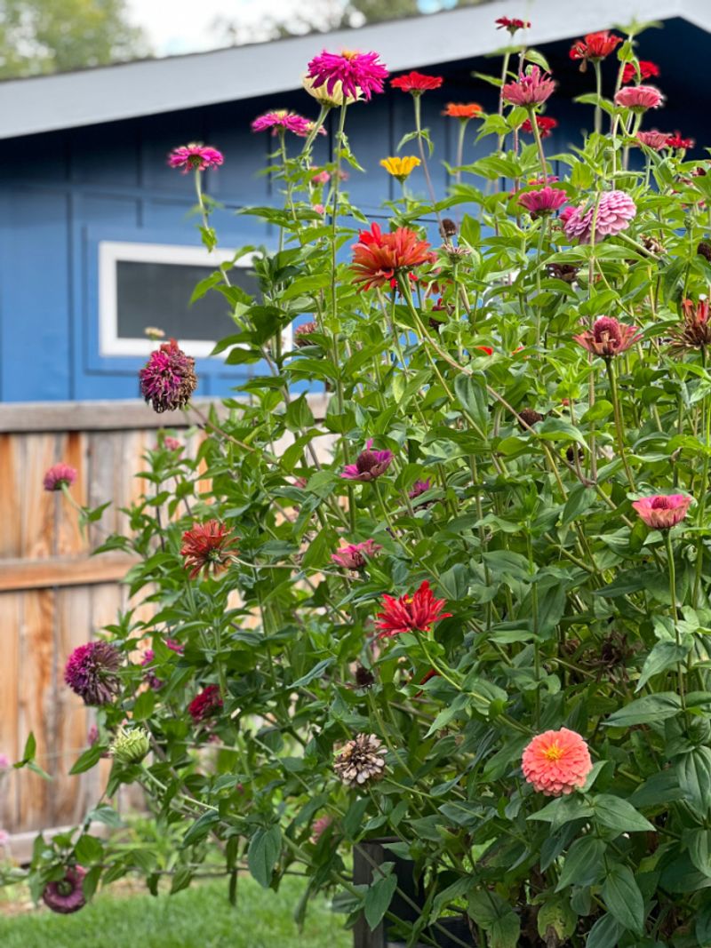 Late planting can reduce heat stress but not eliminate disease