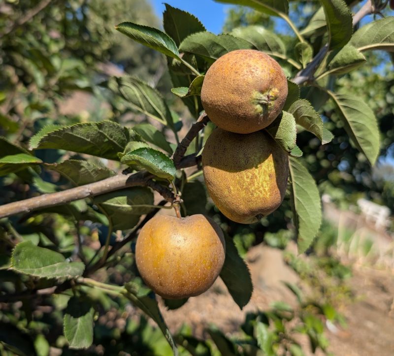 Late summer depends on local ripening, not one statewide date