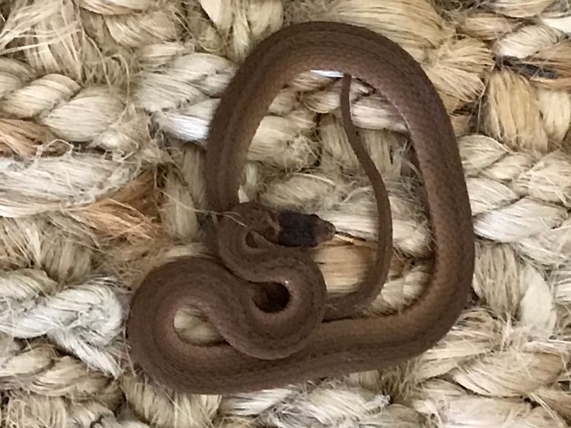 Late-summer hatchlings can add small snakes to the places homeowners notice