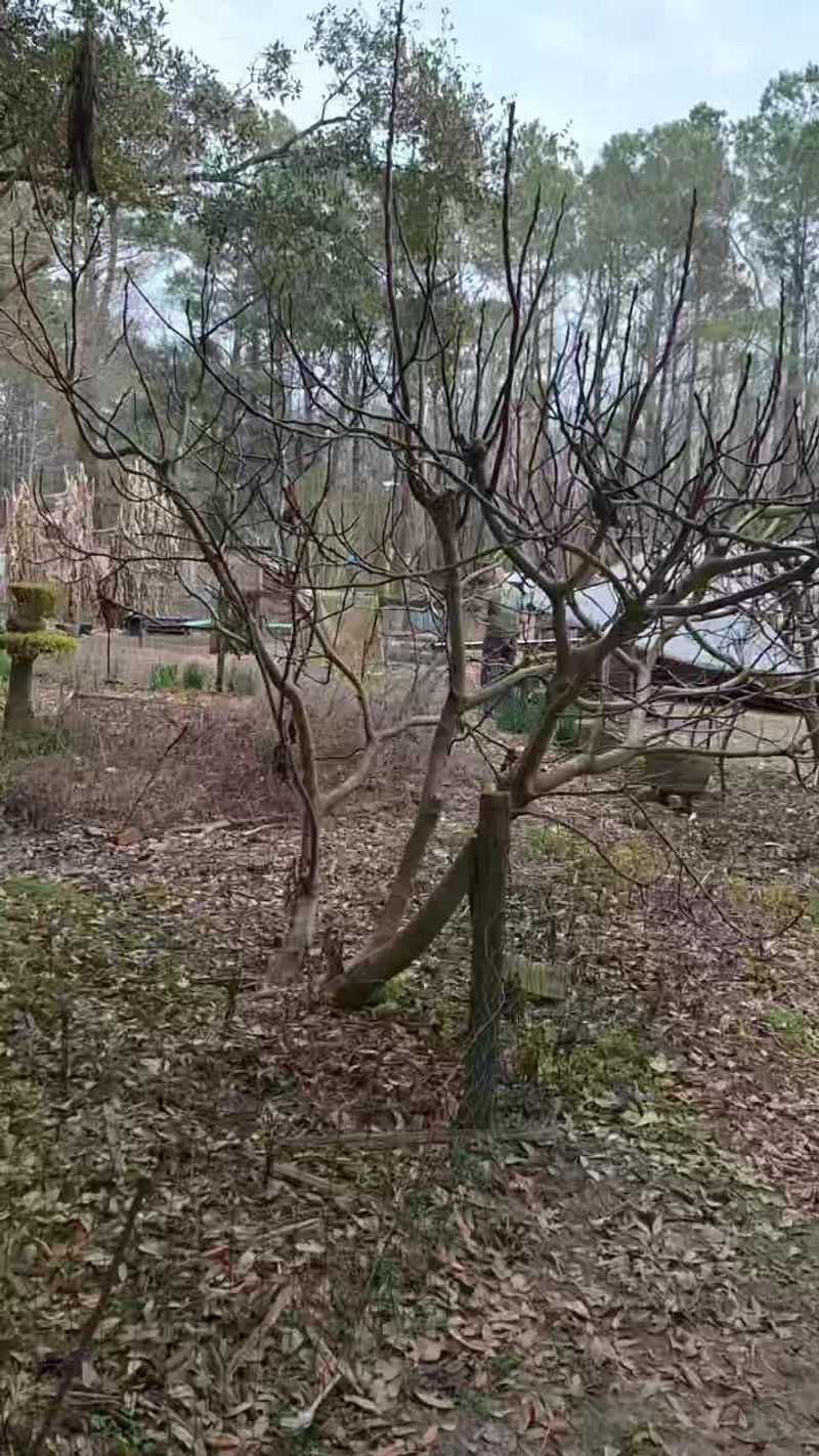 Late winter is the North Carolina pruning window