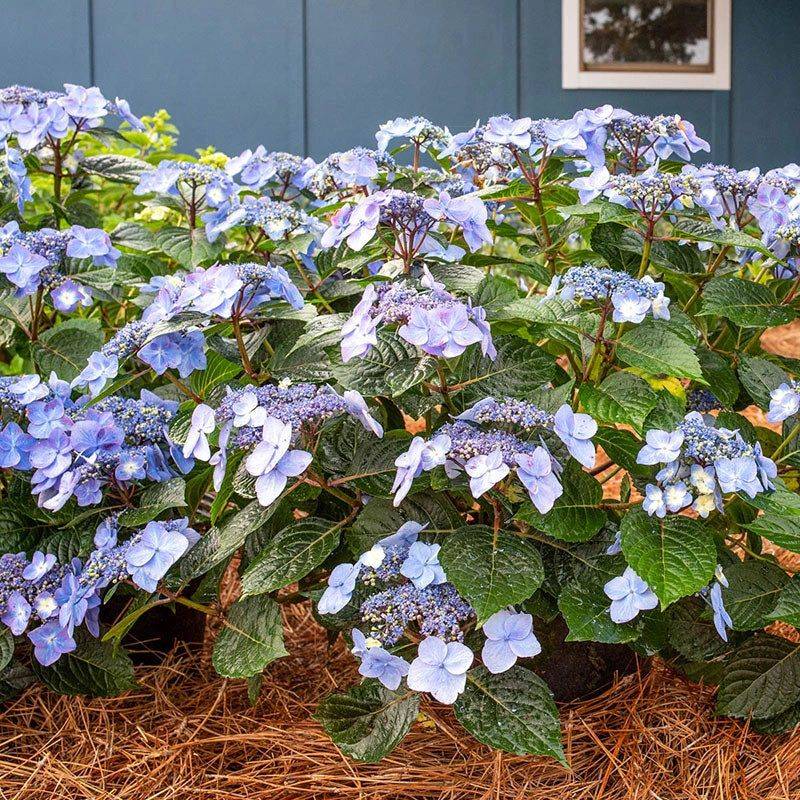 Later flowers use new growth, but the biology varies by cultivar
