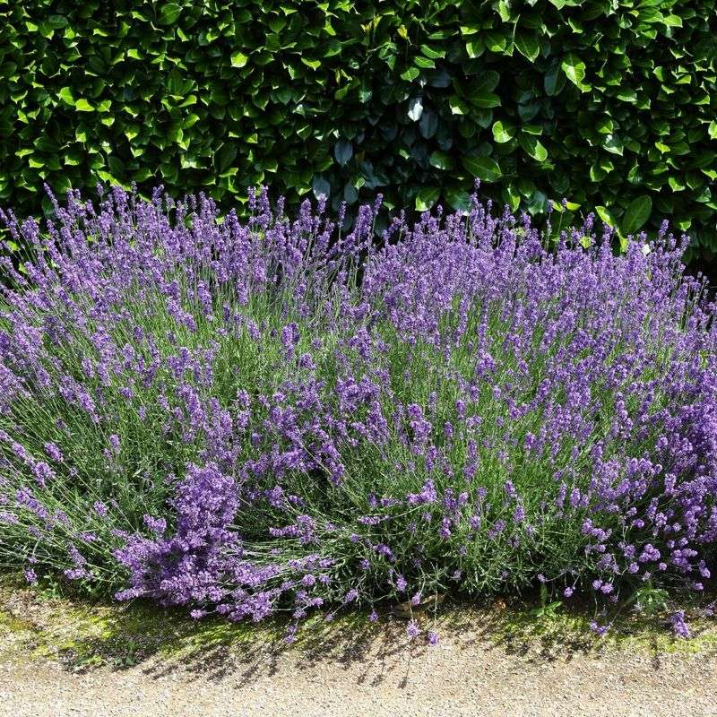 Lavender
