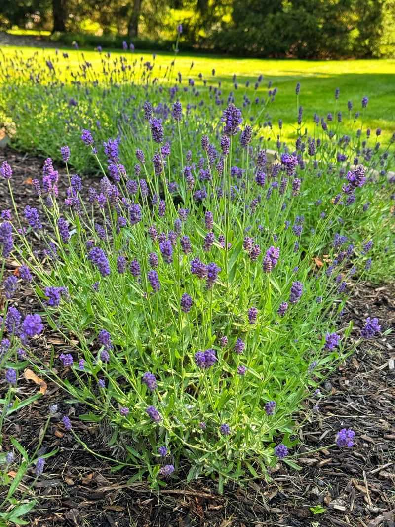 Lavender Usually Prefers a Leaner Diet