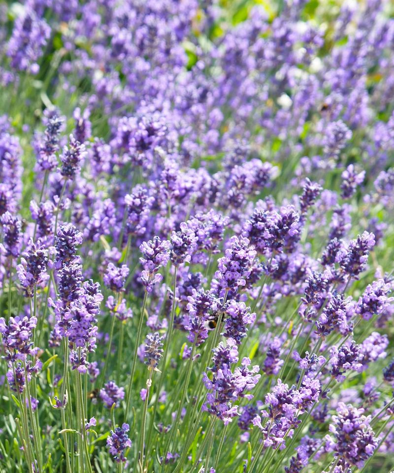 Lavender is a low-feeding plant, and excess nitrogen can work against flowers Lavender is a low-feeding plant, and excess nitrogen can work against flowers