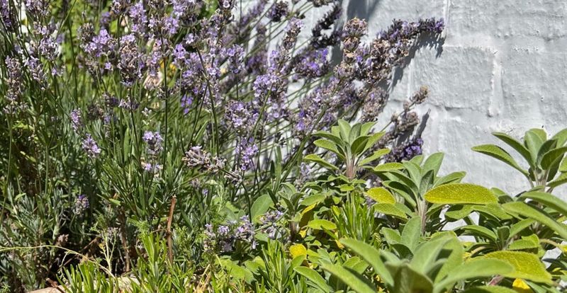 Lavender Lavender