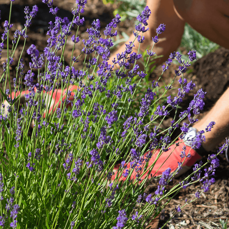 Lavender