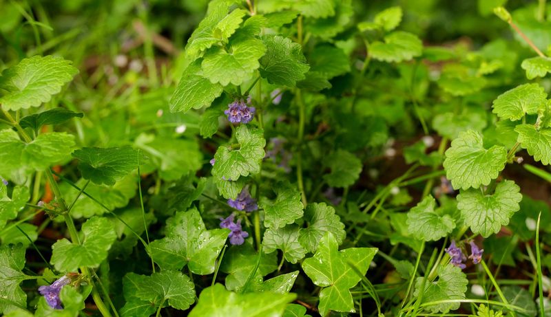 Lawn herbicides are a conditional option, not a universal shortcut