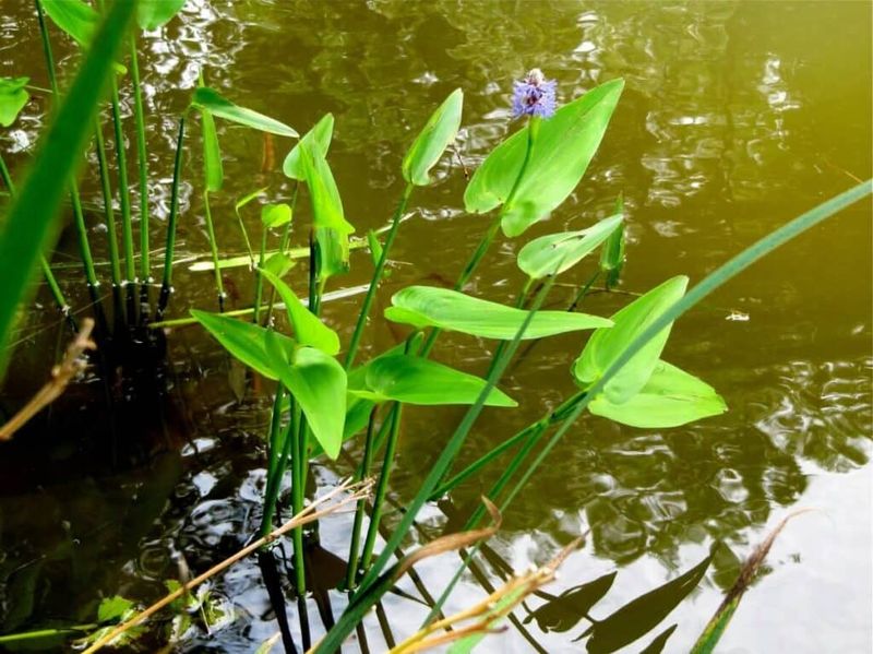 Layer aquatic plants while keeping open sunny water