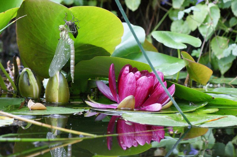 Layer the pond with plants and emergence structures