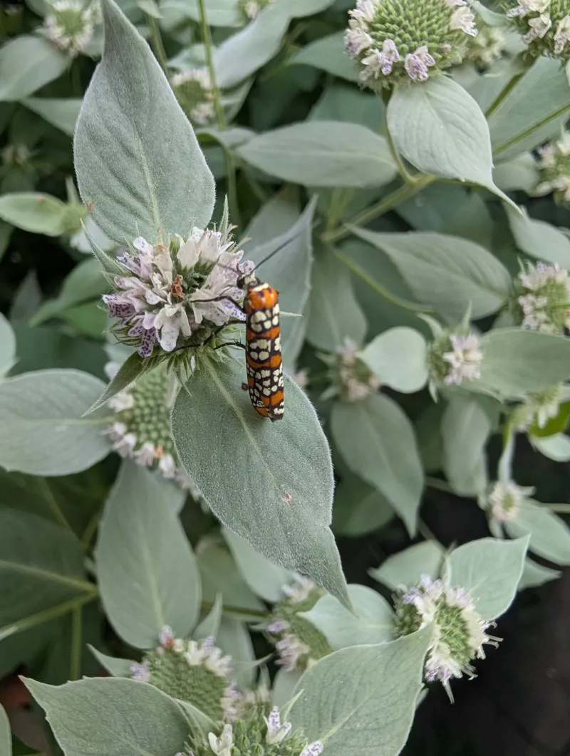 Layered native habitat that holds insects