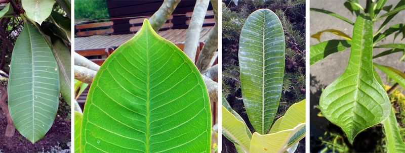 Leaf Drop Does Not Mean Every Plumeria Is Dormant Leaf Drop Does Not Mean Every Plumeria Is Dormant