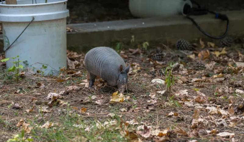 Leaf Litter, Brush Piles, and Messy Back Corners