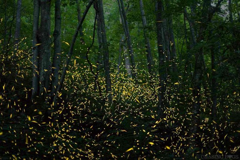 Leaf Litter and Pine Straw Mulch Zones