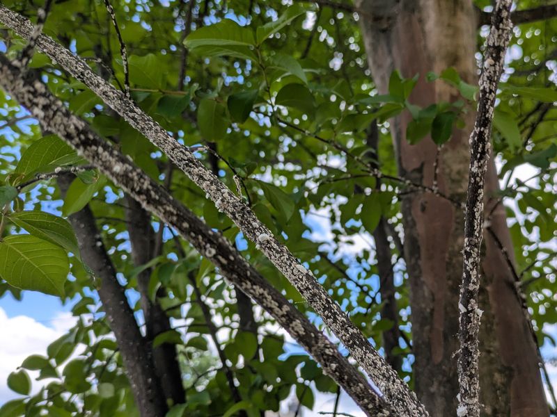 Leaf blackening and bark blackening suggest different suspects