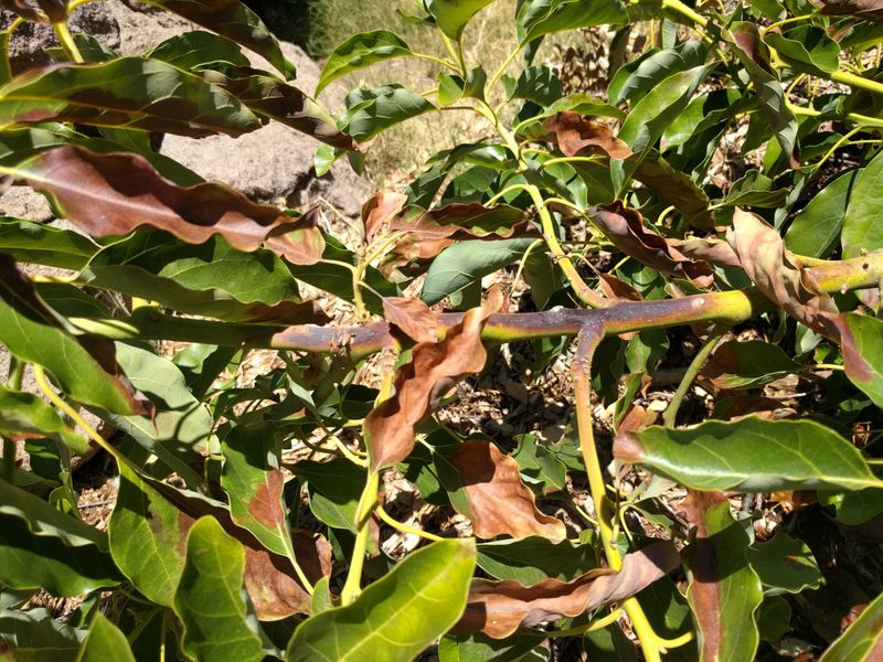 Leaf drop after extreme heat is a clue, not a diagnosis