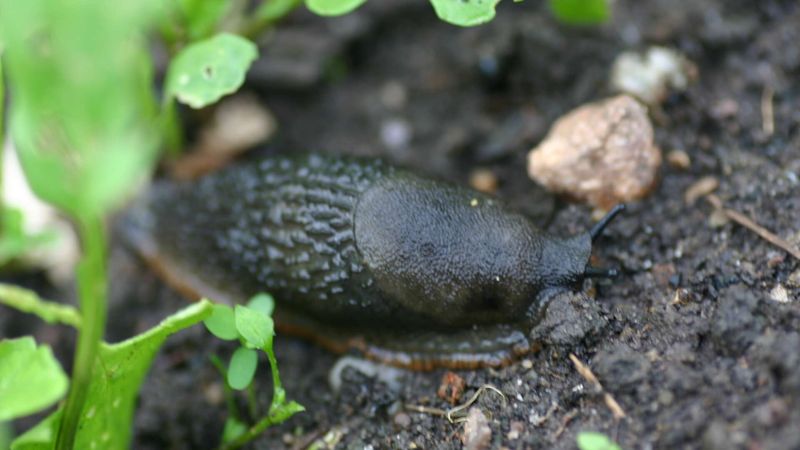 Leaf litter can shelter slugs too