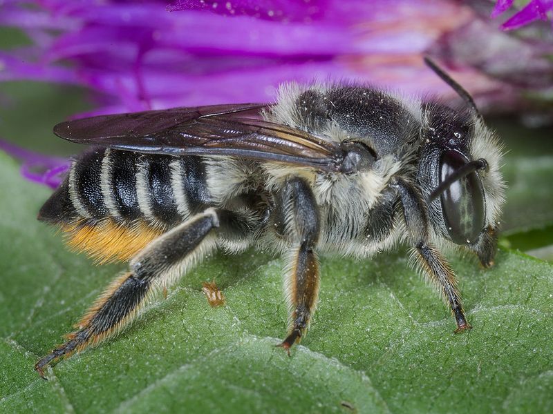 Leafcutting bees leave a different pattern