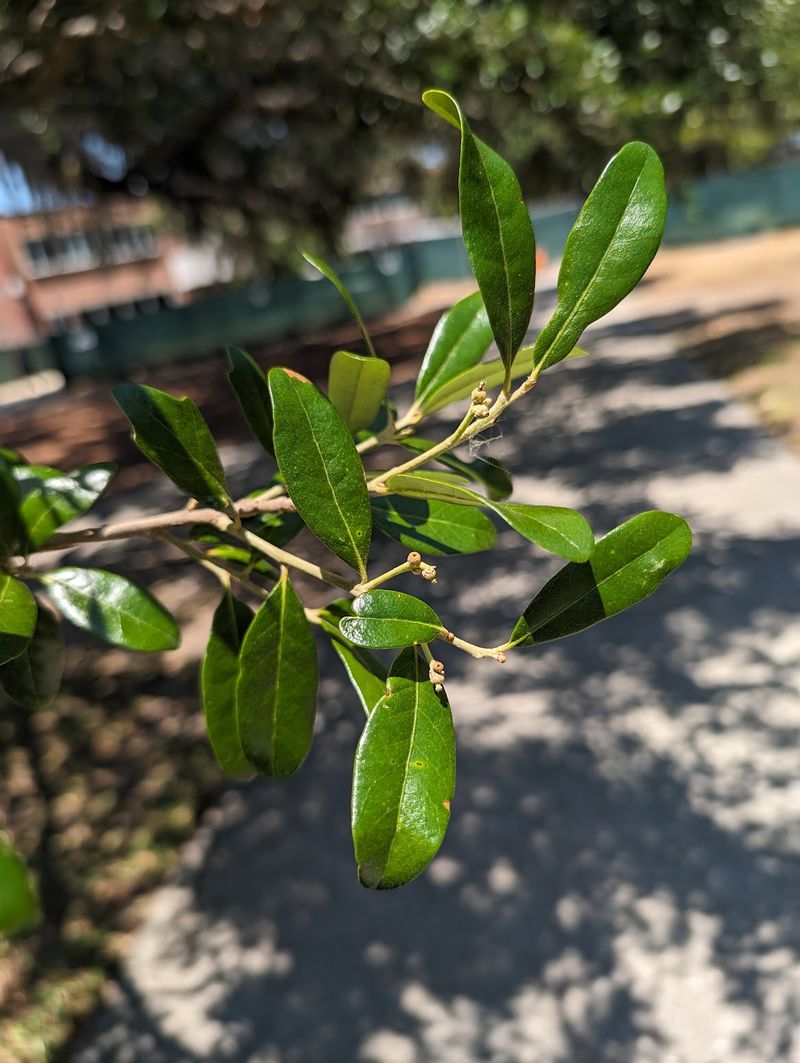 Learn the Leaf Clues That Separate Live Oaks From Other Oaks