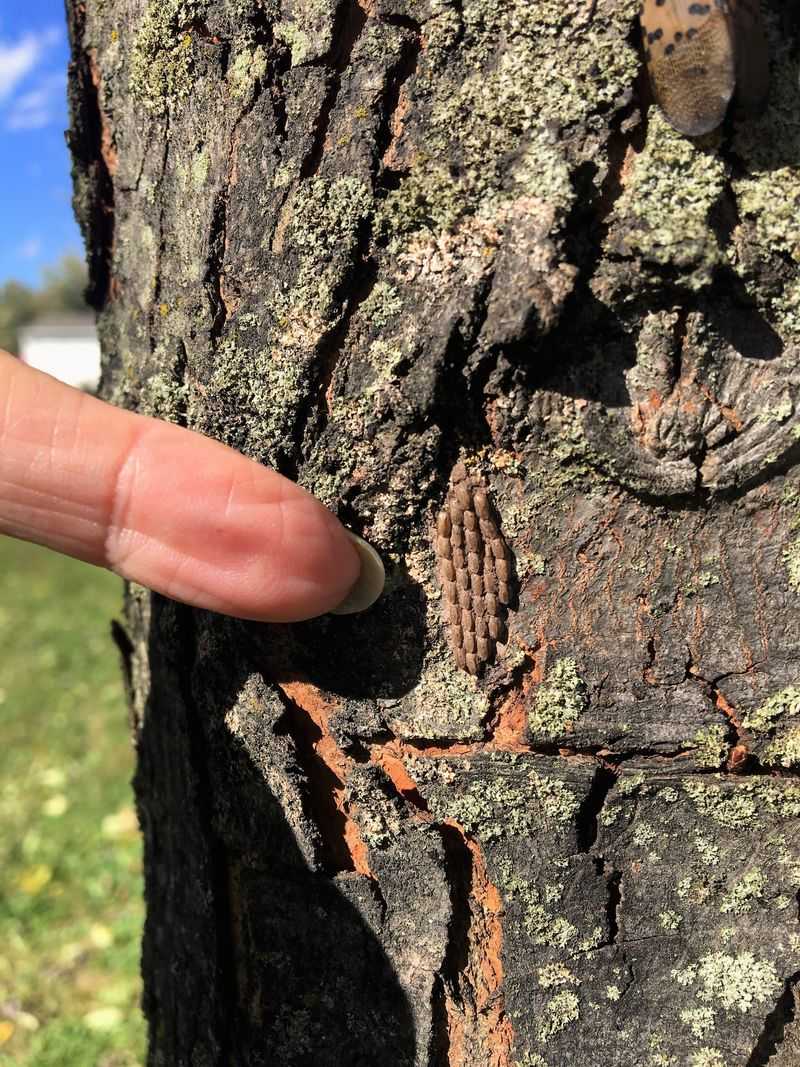 Leave High Masses Alone and Avoid Whole-Tree Sprays