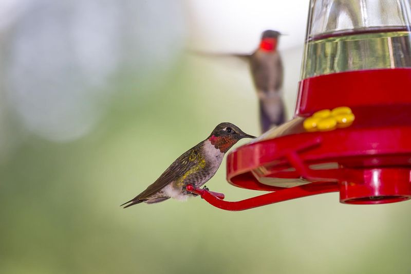 Leave a usable feeder available while birds visit