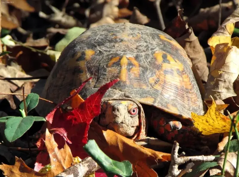 Leave an adult or hatchling where it is