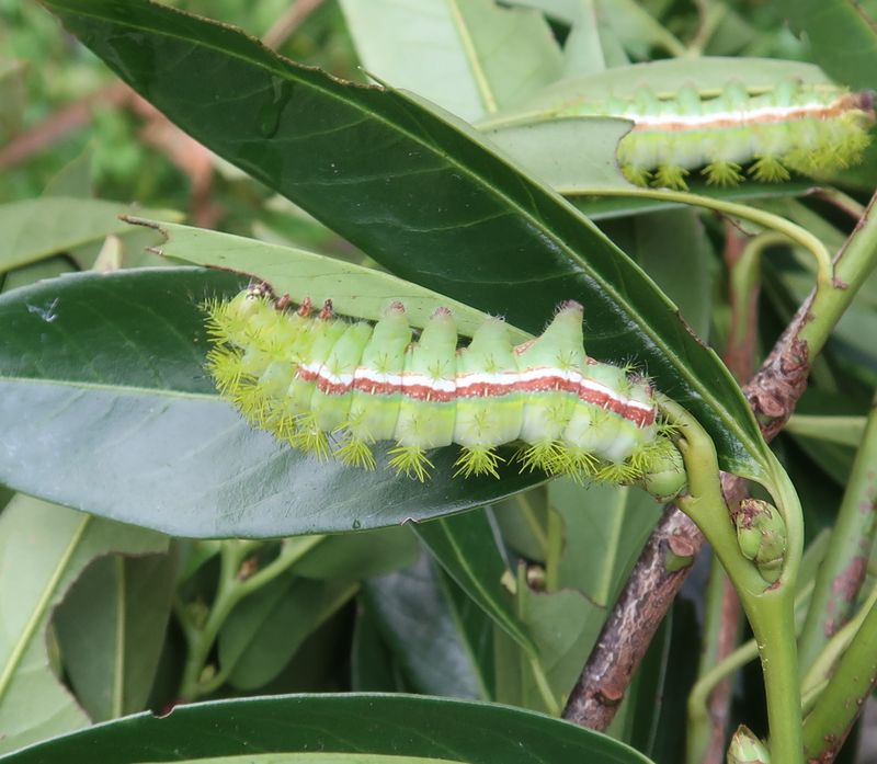 Leave an isolated caterpillar alone when the risk stays low