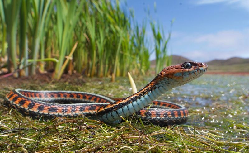 Leave an unidentified snake alone