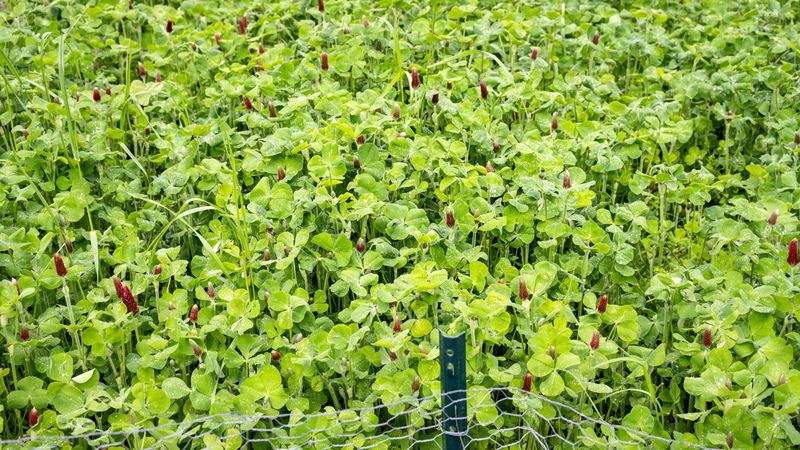 Leave an unused bed protected with a cover crop Leave an unused bed protected with a cover crop