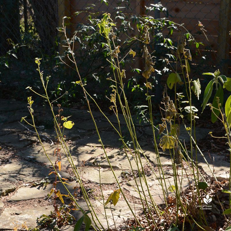 Leave major pruning until winter damage becomes clear Leave major pruning until winter damage becomes clear