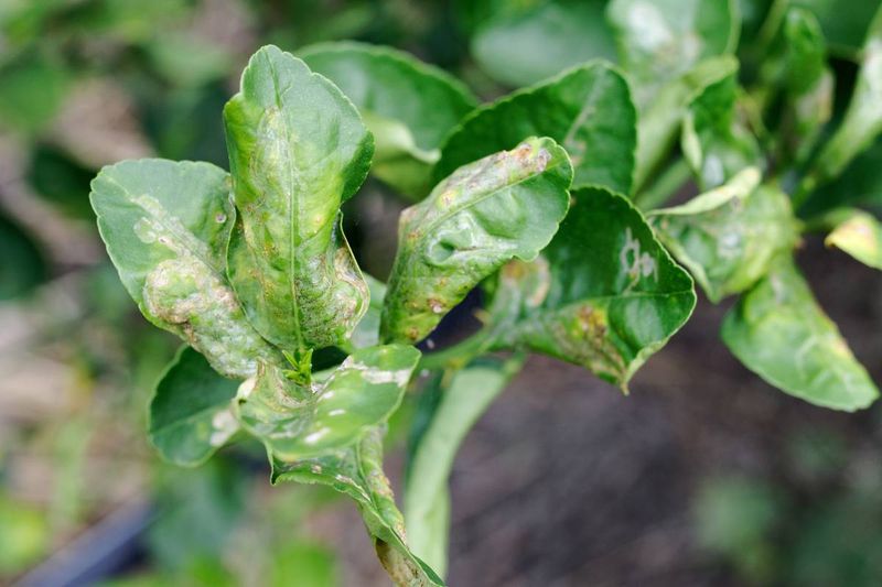 Leave most mined leaves attached and avoid forcing new flush