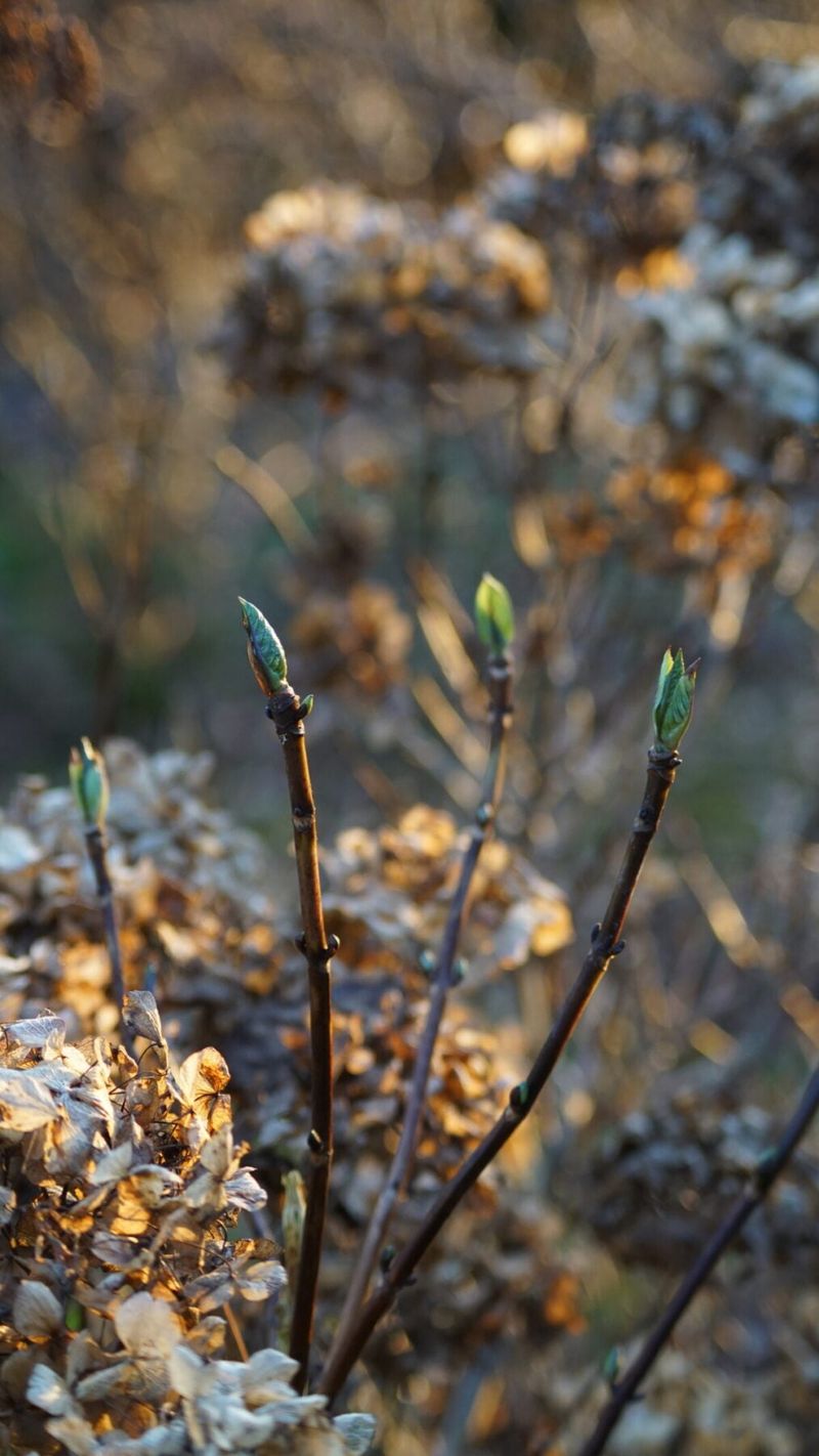 Leave old-wood hydrangeas mostly alone