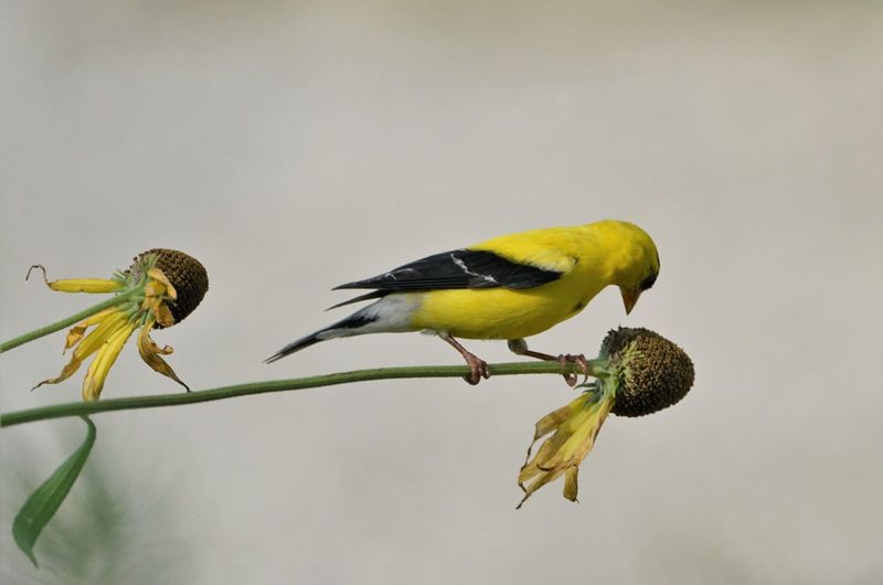 Leave room for flowers, birds, and local conditions