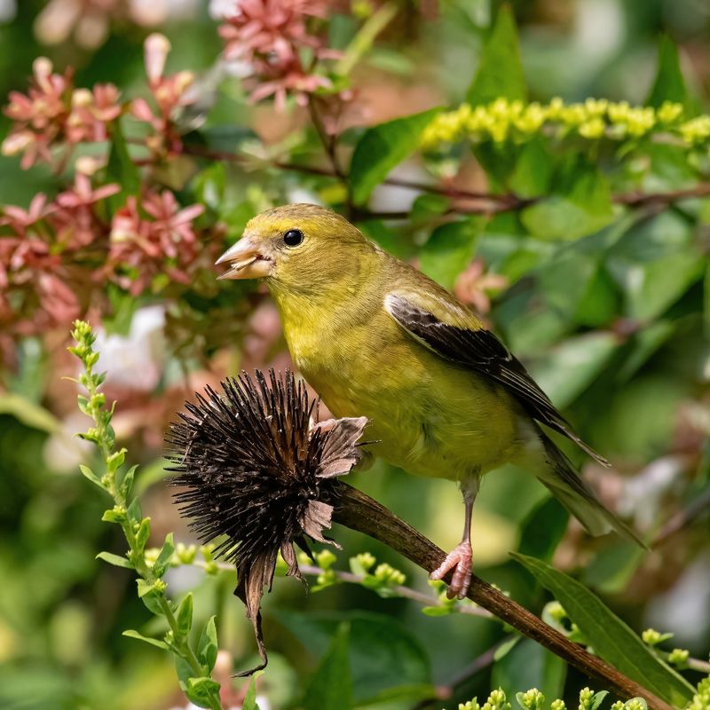 Leave some seed heads for wildlife