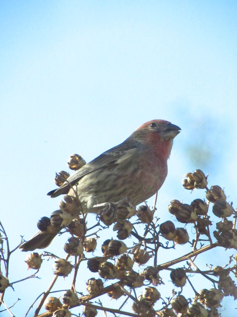 Leave some seeds when winter birds use them