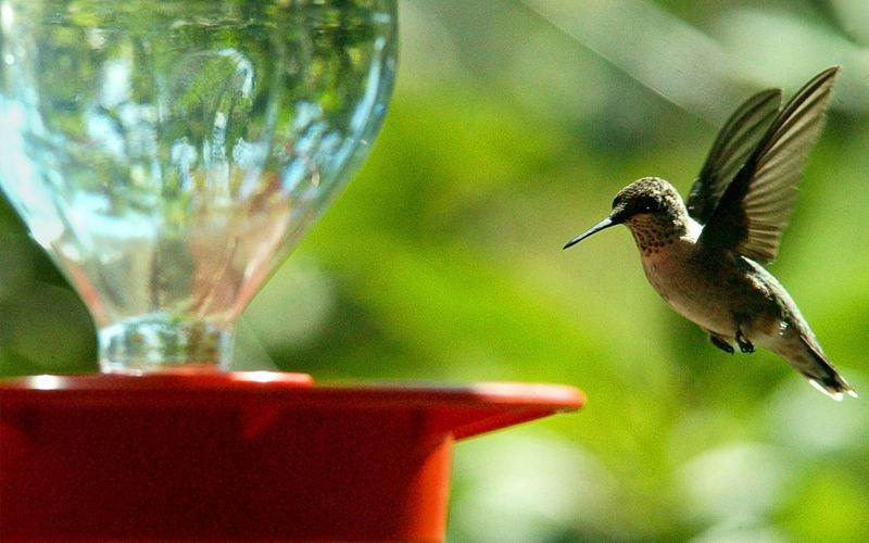 Leave supplemental nectar available during fall movement