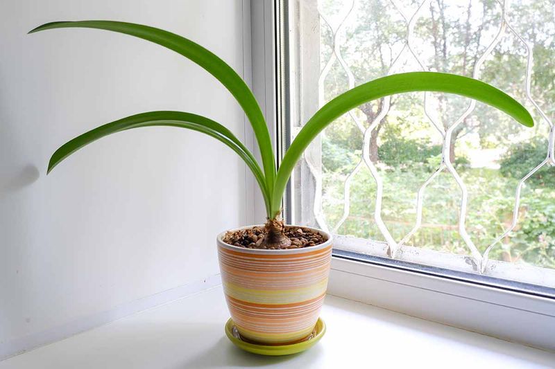 Leaves First Do Not Mean the Bulb Has Failed Leaves First Do Not Mean the Bulb Has Failed
